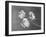 Close View of Sweet Peas-Philip Gendreau-Framed Photographic Print