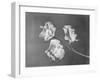 Close View of Sweet Peas-Philip Gendreau-Framed Photographic Print