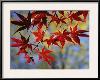 Close Views of Japanese Maple Leaves-Darlyne A^ Murawski-Framed Photographic Print