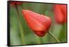 closed red tulip blossom, wet, close-up-Joachim Jockschat-Framed Stretched Canvas