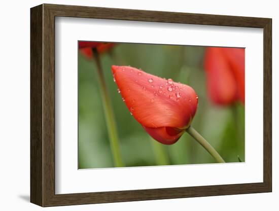 closed red tulip blossom, wet, close-up-Joachim Jockschat-Framed Photographic Print