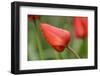 closed red tulip blossom, wet, close-up-Joachim Jockschat-Framed Photographic Print