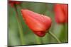 closed red tulip blossom, wet, close-up-Joachim Jockschat-Mounted Photographic Print