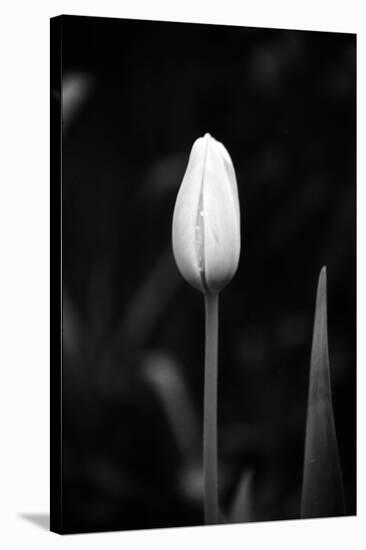 Closed Tulip-Jeff Pica-Stretched Canvas