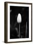 Closed Tulip-Jeff Pica-Framed Photographic Print