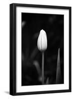 Closed Tulip-Jeff Pica-Framed Photographic Print