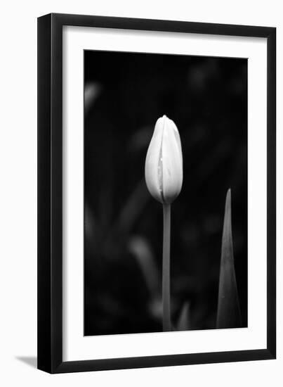 Closed Tulip-Jeff Pica-Framed Photographic Print