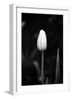 Closed Tulip-Jeff Pica-Framed Photographic Print