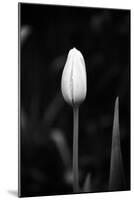 Closed Tulip-Jeff Pica-Mounted Photographic Print