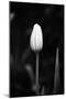 Closed Tulip-Jeff Pica-Mounted Photographic Print