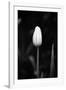 Closed Tulip-Jeff Pica-Framed Photographic Print