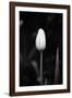 Closed Tulip-Jeff Pica-Framed Photographic Print