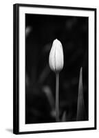 Closed Tulip-Jeff Pica-Framed Photographic Print