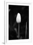 Closed Tulip-Jeff Pica-Framed Photographic Print