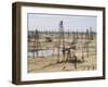 Closely Spaced Drilling Towers and Nodding Donkey Beam Pumps, Ramana Oilfield, Baku, Azerbaijan-Waltham Tony-Framed Photographic Print