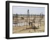 Closely Spaced Drilling Towers and Nodding Donkey Beam Pumps, Ramana Oilfield, Baku, Azerbaijan-Waltham Tony-Framed Photographic Print