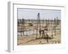 Closely Spaced Drilling Towers and Nodding Donkey Beam Pumps, Ramana Oilfield, Baku, Azerbaijan-Waltham Tony-Framed Photographic Print