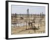 Closely Spaced Drilling Towers and Nodding Donkey Beam Pumps, Ramana Oilfield, Baku, Azerbaijan-Waltham Tony-Framed Photographic Print