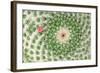 Closeup Cactus Flower-Dalibor Sevaljevic-Framed Photographic Print