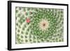 Closeup Cactus Flower-Dalibor Sevaljevic-Framed Photographic Print