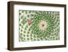 Closeup Cactus Flower-Dalibor Sevaljevic-Framed Photographic Print