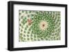 Closeup Cactus Flower-Dalibor Sevaljevic-Framed Photographic Print