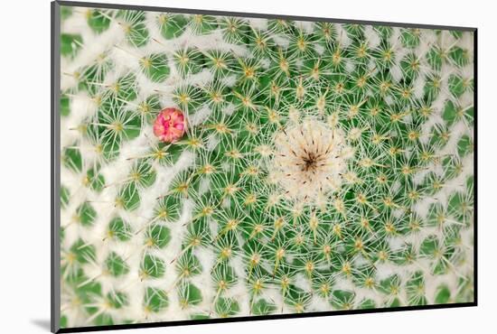 Closeup Cactus Flower-Dalibor Sevaljevic-Mounted Photographic Print