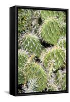 Closeup Detail of a Spiny Cactus Growing in the Desert Region of the Caribbean Island of Aruba-PlusONE-Framed Stretched Canvas