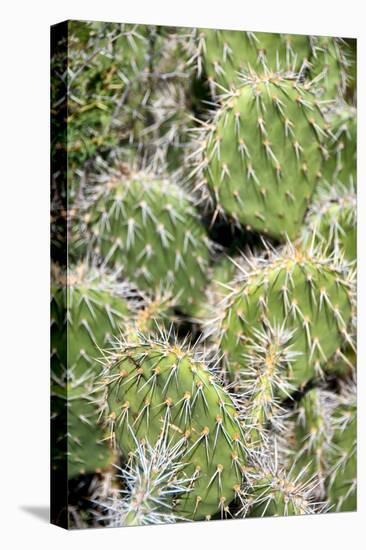 Closeup Detail of a Spiny Cactus Growing in the Desert Region of the Caribbean Island of Aruba-PlusONE-Stretched Canvas