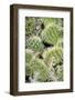 Closeup Detail of a Spiny Cactus Growing in the Desert Region of the Caribbean Island of Aruba-PlusONE-Framed Photographic Print