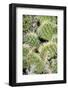 Closeup Detail of a Spiny Cactus Growing in the Desert Region of the Caribbean Island of Aruba-PlusONE-Framed Photographic Print