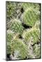 Closeup Detail of a Spiny Cactus Growing in the Desert Region of the Caribbean Island of Aruba-PlusONE-Mounted Photographic Print