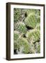 Closeup Detail of a Spiny Cactus Growing in the Desert Region of the Caribbean Island of Aruba-PlusONE-Framed Photographic Print