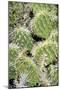 Closeup Detail of a Spiny Cactus Growing in the Desert Region of the Caribbean Island of Aruba-PlusONE-Mounted Photographic Print