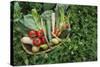 Closeup Elevated View of Fresh Vegetables in Basket Surrounded by Clover-Nosnibor137-Stretched Canvas