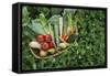 Closeup Elevated View of Fresh Vegetables in Basket Surrounded by Clover-Nosnibor137-Framed Stretched Canvas