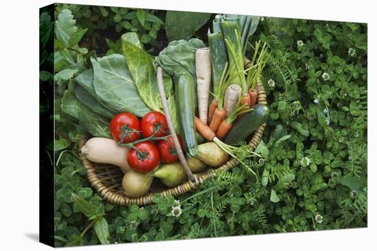 Closeup Elevated View of Fresh Vegetables in Basket Surrounded by Clover-Nosnibor137-Stretched Canvas