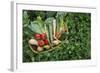 Closeup Elevated View of Fresh Vegetables in Basket Surrounded by Clover-Nosnibor137-Framed Photographic Print