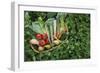 Closeup Elevated View of Fresh Vegetables in Basket Surrounded by Clover-Nosnibor137-Framed Photographic Print