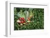 Closeup Elevated View of Fresh Vegetables in Basket Surrounded by Clover-Nosnibor137-Framed Photographic Print