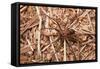 Closeup Image Of A Brown Recluse-Sari ONeal-Framed Stretched Canvas