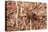 Closeup Image Of A Brown Recluse-Sari ONeal-Stretched Canvas