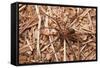 Closeup Image Of A Brown Recluse-Sari ONeal-Framed Stretched Canvas