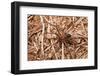 Closeup Image Of A Brown Recluse-Sari ONeal-Framed Premium Photographic Print