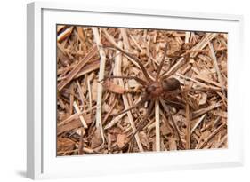 Closeup Image Of A Brown Recluse-Sari ONeal-Framed Photographic Print