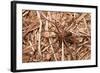 Closeup Image Of A Brown Recluse-Sari ONeal-Framed Photographic Print