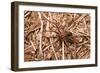 Closeup Image Of A Brown Recluse-Sari ONeal-Framed Photographic Print