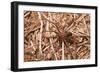 Closeup Image Of A Brown Recluse-Sari ONeal-Framed Photographic Print