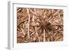 Closeup Image Of A Brown Recluse-Sari ONeal-Framed Photographic Print