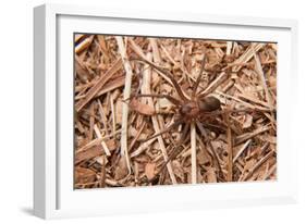 Closeup Image Of A Brown Recluse-Sari ONeal-Framed Photographic Print